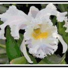Dendrobium Orchid Pattern Chart Graph