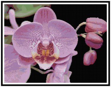 Lavender Pink Moth Orchid Pattern Chart Graph