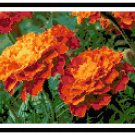 Merry Marigolds Pattern Chart Graph