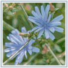 Chickory Wildflowers Pattern Chart Graph