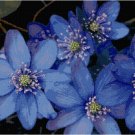 Blue Hipatica Wildflowers
