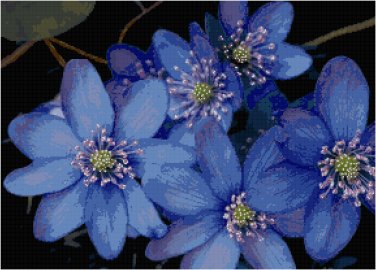 Blue Hipatica Wildflowers