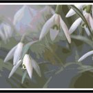 I Dream of Spring Pattern Chart Graph