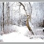 Winter Wonderland Pattern Chart Graph