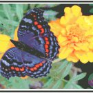Beautiful Butterfly 1  Pattern Chart Graph