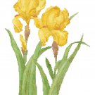Golden Yellow Iris Pattern Chart Graph