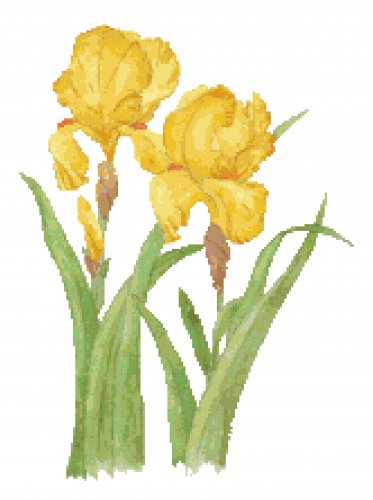 Golden Yellow Iris Pattern Chart Graph