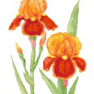 Scarllet Flame Iris Pattern Chart Graph Scarllet Flame Iris Pattern Chart Graph