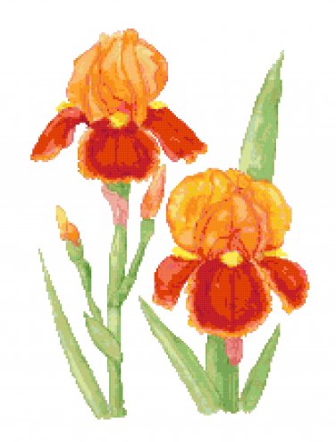 Scarllet Flame Iris Pattern Chart Graph