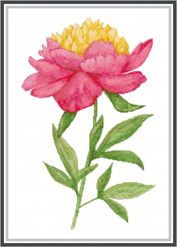 Dark Pink Peony Pattern Chart Graph