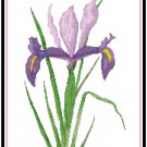 Lavender Purple Dutch Iris Pattern Chart Graph