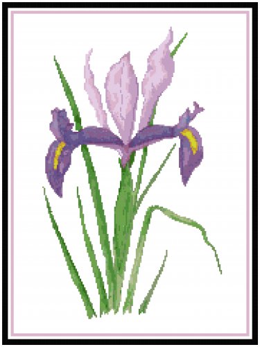 Lavender Purple Dutch Iris Pattern Chart Graph