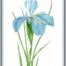 Sea Blue Dutch Iris Pattern Chart Graph Sea Blue Dutch Iris Pattern Chart Graph