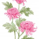 Pink Mums Pattern Chart Graph
