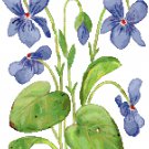 Wood Violets Pattern Chart Graph