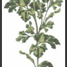 Parsley Herb Pattern Chart Graph