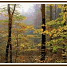 Forest Fog Pattern Chart Graph