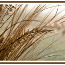 A Hunter's View Amid the Bullrushes Pattern Chart Graph
