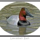 Canvasback Duck Pattern Chart Graph