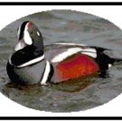Harlequin Duck Pattern Chart Graph