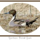 Northern Pintail Duck Pattern Chart Graph