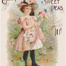 Elgin, IL Seed Catalog Little Girl 1904 Cover - Sweetpeas