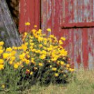 Flowers Beside the Old Barn Door  Pattern Chart Graph