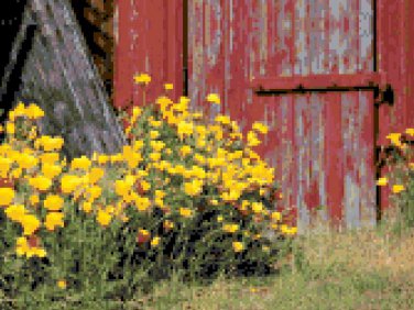 Flowers Beside the Old Barn Door  Pattern Chart Graph