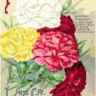 CA Lippincott Seed Catalog Cover Carnations 1905 - 1908 Pattern Chart Graph