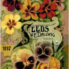 WE Dallwig Seed Company Catalog Cover Pansies & Nasturtiums 1897 Pattern Chart Graph