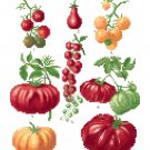 Heirloom Tomatoes - Ernst Benary Collection  Pattern Chart Graph