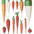 Carrots - Ernst Benary Collection  Pattern Chart Graph