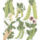 Peas - Ernst Benary Collection  Pattern Chart Graph