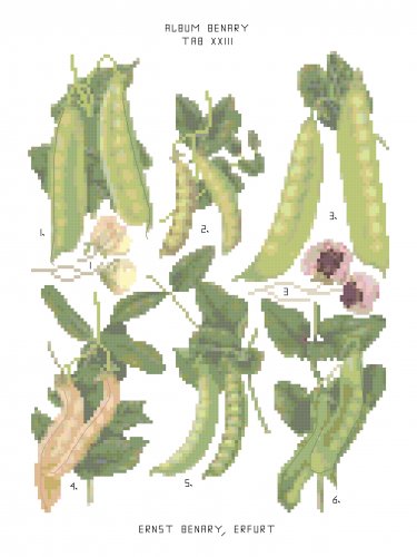 Peas - Ernst Benary Collection  Pattern Chart Graph