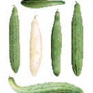 Frame Cucumbers - Ernst Benary Collection  Pattern Chart Graph