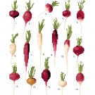 Radishes2 - Ernst Benary Collection  Pattern Chart Graph