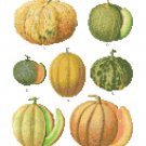 Melons - Ernst Benary Collection  Pattern Chart Graph