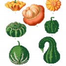 Squash - Ernst Benary Collection  Pattern Chart Graph