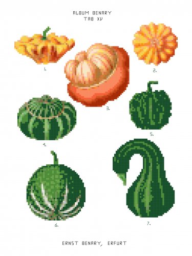 Squash - Ernst Benary Collection  Pattern Chart Graph