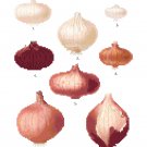 Onion 2 - Ernst Benary Collection  Pattern Chart Graph