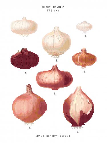 Onion 2 - Ernst Benary Collection  Pattern Chart Graph