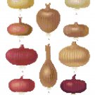 Onions 3 - Ernst Benary Collection  Pattern Chart Graph