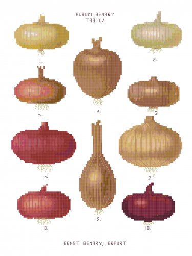 Onions 3 - Ernst Benary Collection  Pattern Chart Graph
