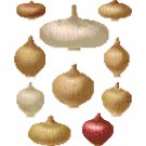 Onions 1 - Ernst Benary Collection  Pattern Chart Graph