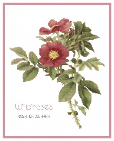 Wildroses 4 - Rosa Calocarpa  Pattern Chart Graph