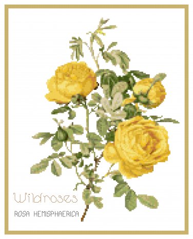 Wildroses 3 Rosa Hemisphaerica  Pattern Chart Graph