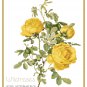 Wildroses 3 Rosa Hemisphaerica  Pattern Chart Graph