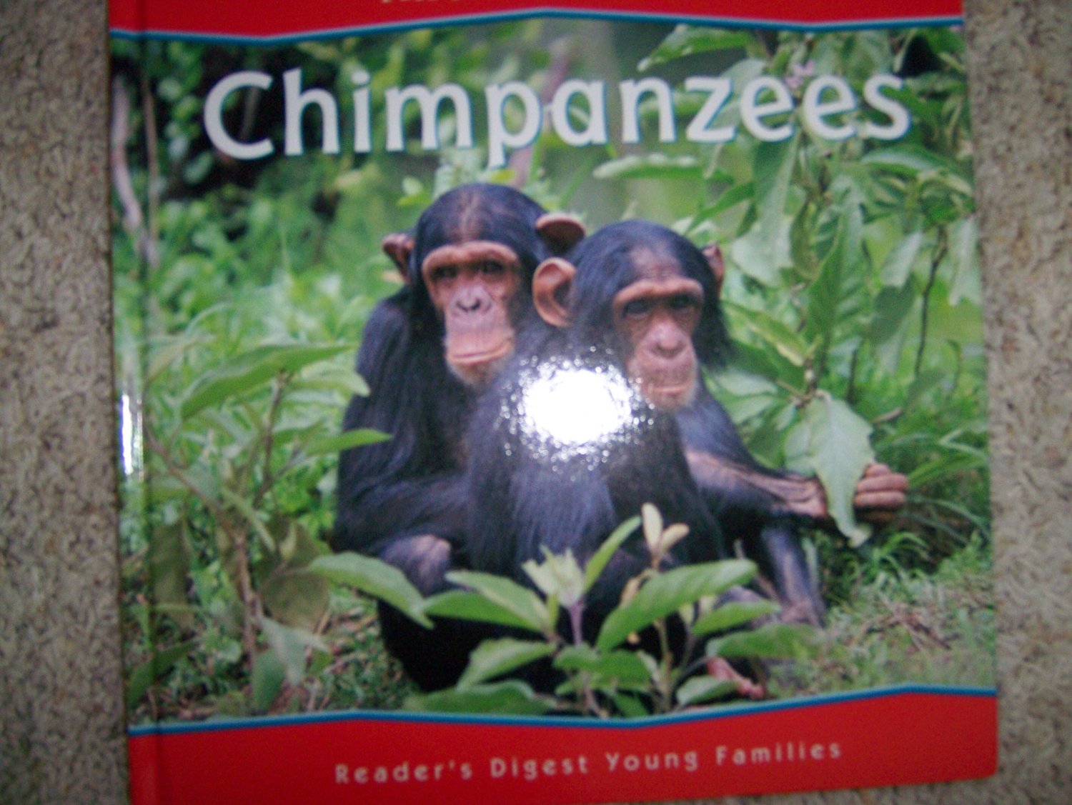 All About Animals "Chimpanzees" Illustrated Hardcover Books BNK744