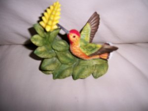 Humming Bird w Yellow Aphelandra  BNK2385