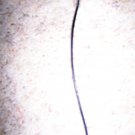 Phone 6" Plug In   BNK2579